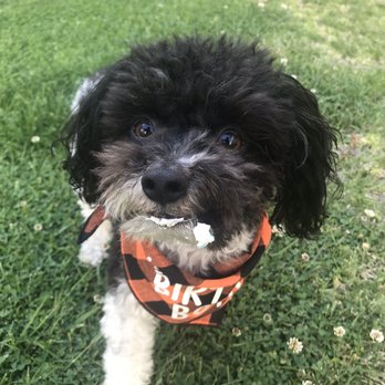 Redondo Dog - He likes it!!! - Pet Services Near Me - Carson, California Redondo Dog - He likes it!!! - Pet Services Near Me - Carson, California