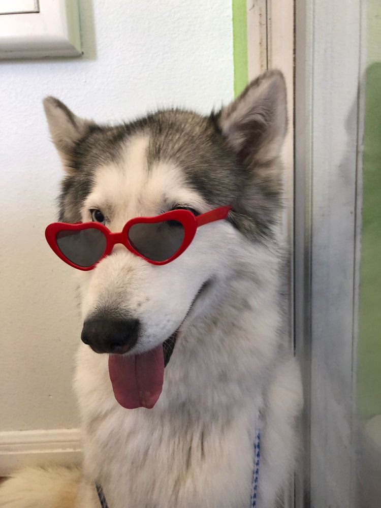 Spa Add-ons at Discount Pets