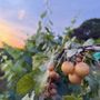 Hinnant Family Vineyards