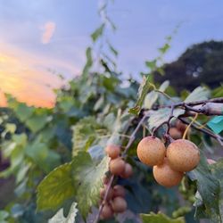 Hinnant Family Vineyards - Muscadine grapes and a pretty sky