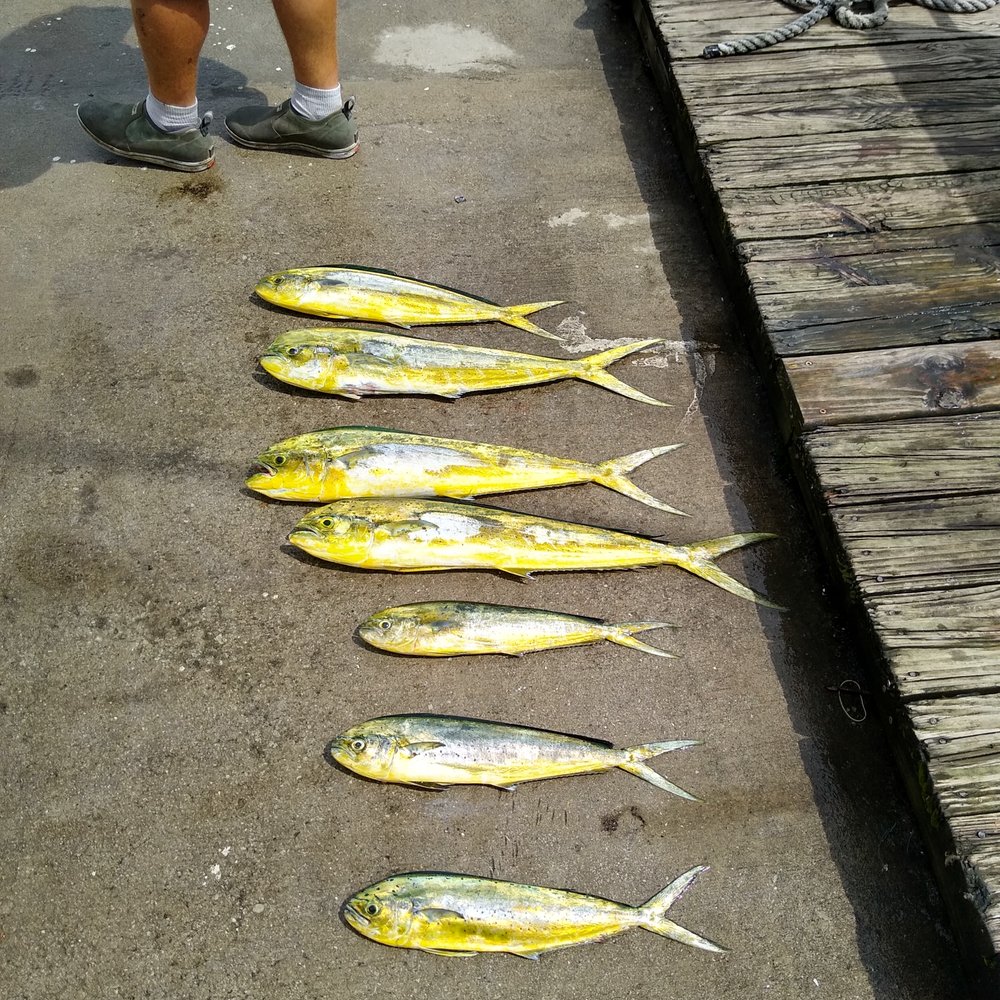 Phideaux Fishing - The Mahi - Fishing Near Me - Nags Head, North Carolina Phideaux Fishing - The Mahi - Fishing Near Me - Nags Head, North Carolina