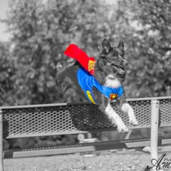 Focused Dog Training