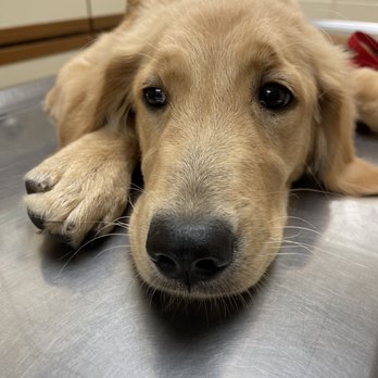 Thomas Veterinary Hospital - Isn't she beautiful - Veterinarians Near Me - Downey, California