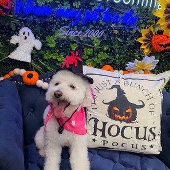 Hollywood Pet Center - After photo with a cute little hat! Thanks jasmine! - Pet Stores Near Me - Burbank, California Hollywood Pet Center - After photo with a cute little hat! Thanks jasmine! - Pet Stores Near Me - Burbank, California