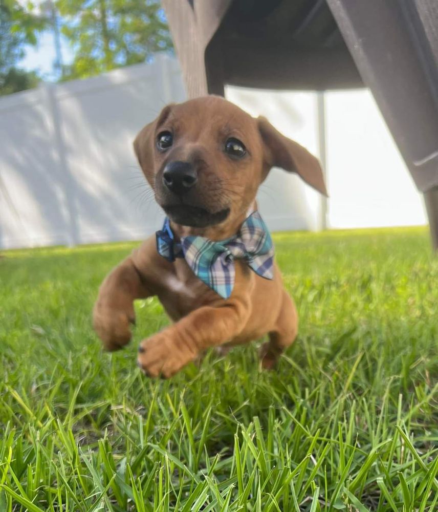 Sweetz Kennelz - pet boarding facility in Orange Park, FL