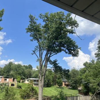 Green Tops Tree Service - After - top not trimmed at all - Tree Services Near Me