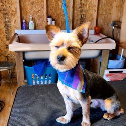 Pawsitive Dogma Mobile