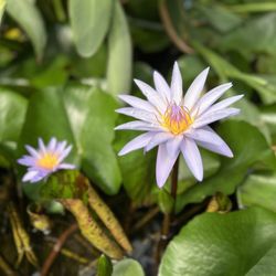 Greater Des Moines Botanical Garden - Botanical Gardens in Des Moines, Iowa