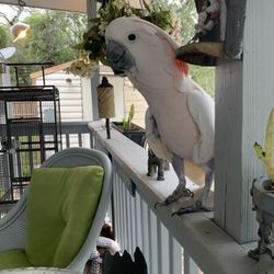 Pawsome Pet Care