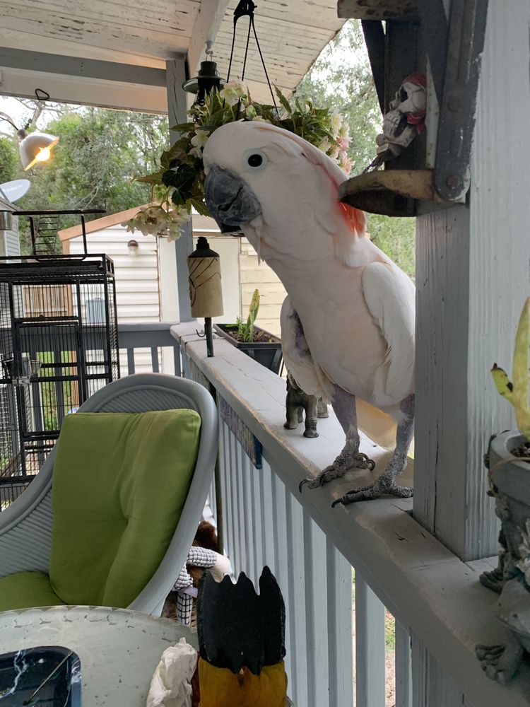 PAWSOME PET CARE Updated September 2024 25 Photos Homosassa