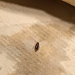 ROACHES