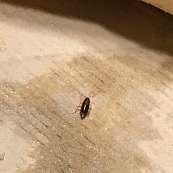 Little Caesar's Pizza - ROACHES