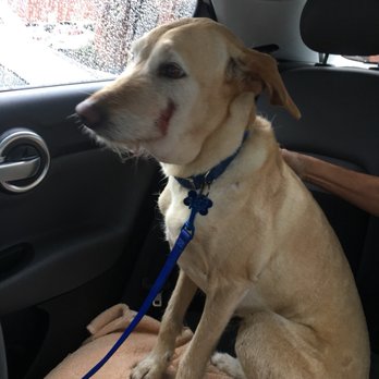 VCA ASEC - Clearly my dog had an emergency. After waiting over 30 mins ASEC staff said they would not be offering there services. Unacceptable! - Emergency Pet Hospital Near Me - Los Angeles, California