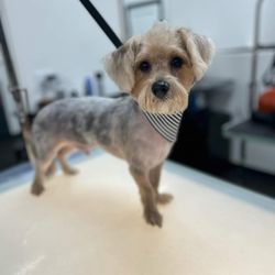 Pawsitively Styled - Maximus