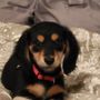 Photo of North Star Veterinary Hospital