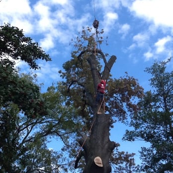 G&V Tree Service - Tree remove with the crane in city hall  falls church, VA - Tree Services Near Me - Springfield, Virginia