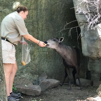 The Critter Keeper - My time as a zookeeper feeding a Yellow Backed Duiker - Pet Sitting Near Me