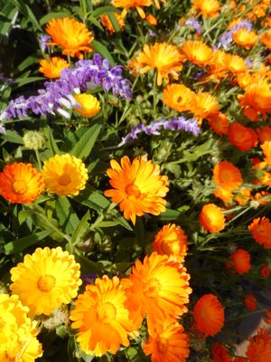 Parque de Santa Catarina by null