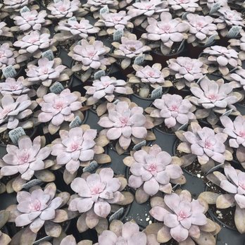Groovy Plants Ranch - Nurseries & Gardening Near Me - Marengo, Ohio