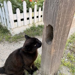 Best greeter in Connelly Farms!