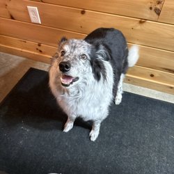 Lap Of Luxury Pet Resort