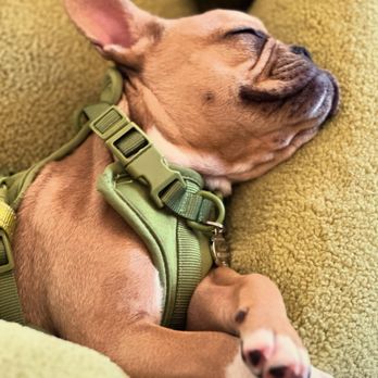 Ahimsa Dog Training - Sleeping puppy after training - Pet Training Near Me - Seattle, Washington Ahimsa Dog Training - Sleeping puppy after training - Pet Training Near Me - Seattle, Washington