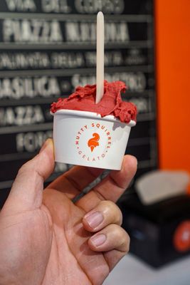 Nutty Squirrel Gelato by null