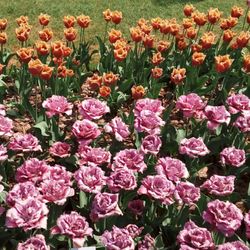 Dendrologická zahrada Průhonice - Poslední dny tulipánů
