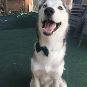 Vida pet grooming - Pet Sitting Near Me - Reseda, California
