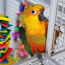 Pet World