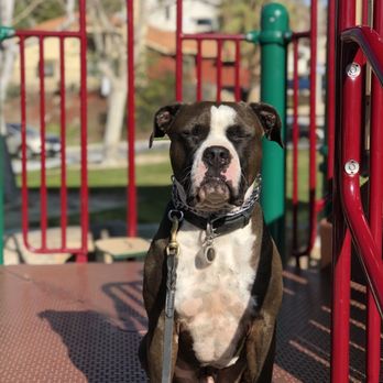 treats for dogs with allergies