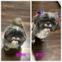 Photo of All Paws Grooming