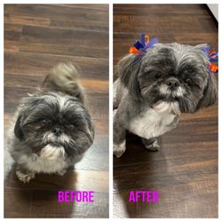 All Paws Grooming - Much needed spa day for my pretty girl. They do such a good job with her smushy face!