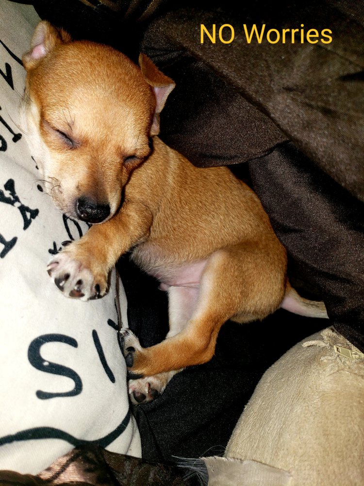 CYPRESS VETERINARY HOSPITAL 44 Photos & 15 Reviews 11950 Cypress N