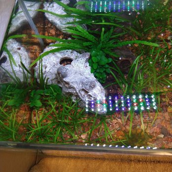 Bob's Fish Services - Top view of a Jurassic Park themed betta tank I set up for a client. - Aquarium Services Near Me Bob's Fish Services - Top view of a Jurassic Park themed betta tank I set up for a client. - Aquarium Services Near Me