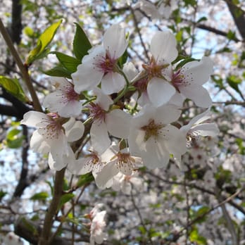 High Park - Parks Near Me - Toronto, Ontario High Park - Parks Near Me - Toronto, Ontario