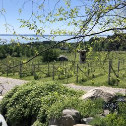 Willow Winery & Vineyard - The Vines & The Views