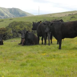 Bolinas Ridge Trail - The Residents of the Bolinas Ridge trail