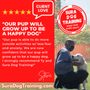 Photo of Sura Dog Training