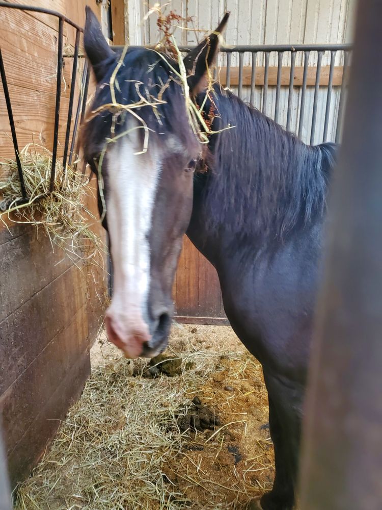 Beautiful Shoes Farm - equestrian in Dublin, OH