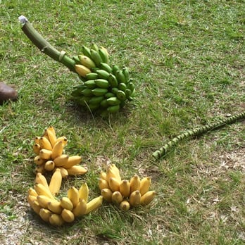 Going Bananas - The Whole BaNaNa Stock! - Nurseries & Gardening Near Me - Homestead, Florida Going Bananas - The Whole BaNaNa Stock! - Nurseries & Gardening Near Me - Homestead, Florida
