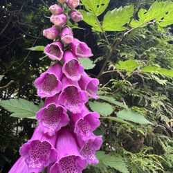Black Bear Inn - Flowers at Black Bear Inn