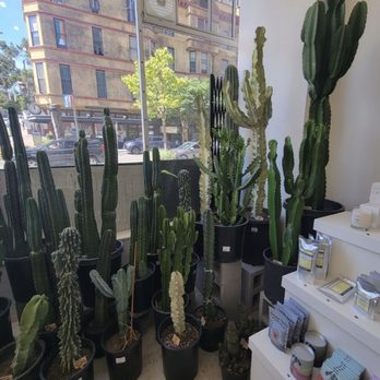 Sunny's Plants + General Store - I love all of these cactus! So beautiful! - Nurseries & Gardening Near Me - Tacoma, Washington Sunny's Plants + General Store - I love all of these cactus! So beautiful! - Nurseries & Gardening Near Me - Tacoma, Washington