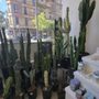 Photo of Sunny's Plants + General Store