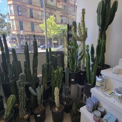 Sunny's Plants + General Store - I love all of these cactus! So beautiful!