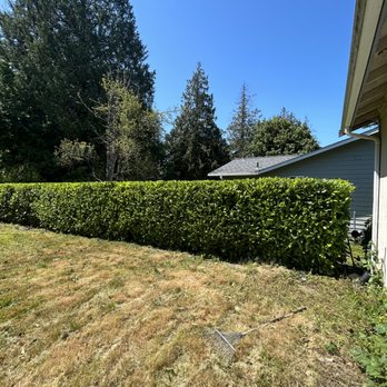 Nelson's Tree Service - Tree Services Near Me - Arlington, Washington Nelson's Tree Service - Tree Services Near Me - Arlington, Washington