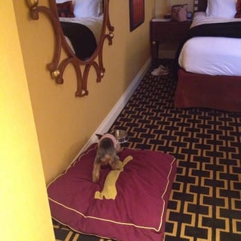 Kimpton Hotel Marlowe - Doggy bed - Hotels Near Me - Cambridge, Massachusetts Kimpton Hotel Marlowe - Doggy bed - Hotels Near Me - Cambridge, Massachusetts