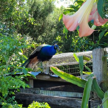 Hummingbird Gardens - One of the many peacocks roaming the land - Farmers Market Near Me - Tampa, Florida