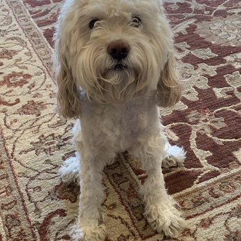 PetSmart - Paws and face were not groomed properly. Body was poorly cute and hacked off. - Pet Training Near Me - West Chester, Ohio
