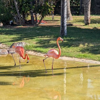 Honolulu Zoo - Zoos Near Me - Honolulu, Hawaii
